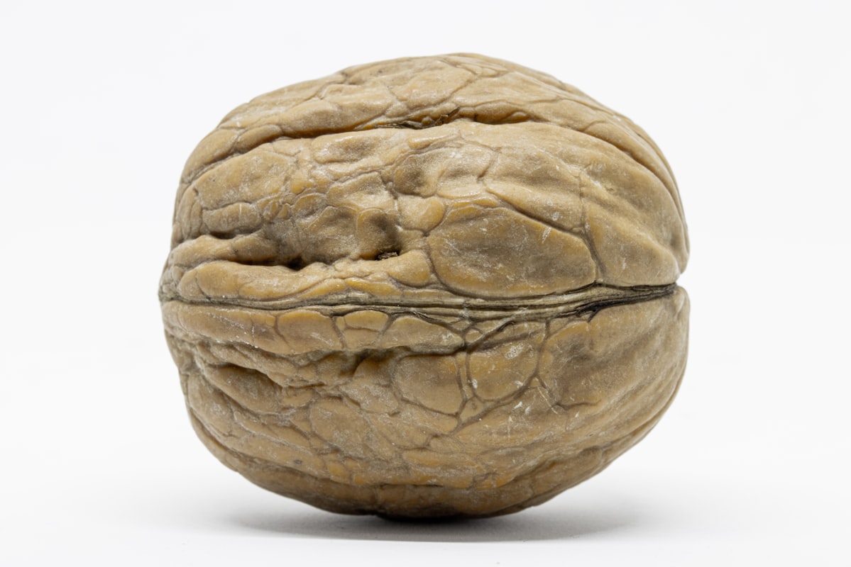 Alimentos nutritivos para el cerebro